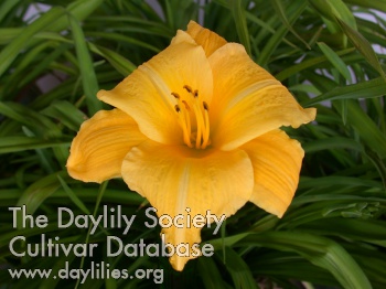 Daylily Green Duchess